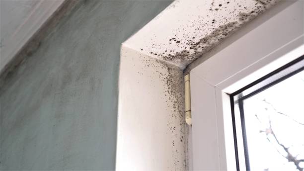 Mold Removal and Inspection in Charleroi, PA