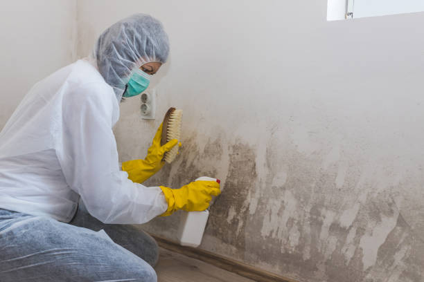 Best Attic Mold Removal  in Charleroi, PA