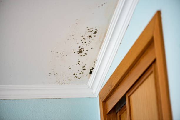 Best Residential Mold Removal  in Charleroi, PA