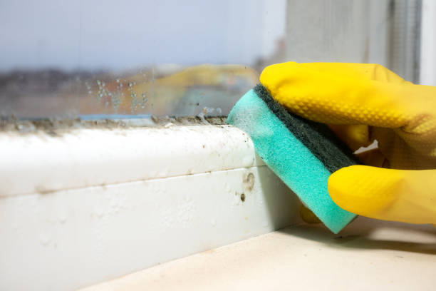 Best Mold Damage Repair  in Charleroi, PA