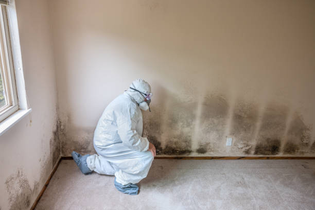 Best Certified Mold Removal  in Charleroi, PA