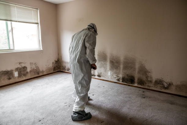 Charleroi, PA Mold Removal Company