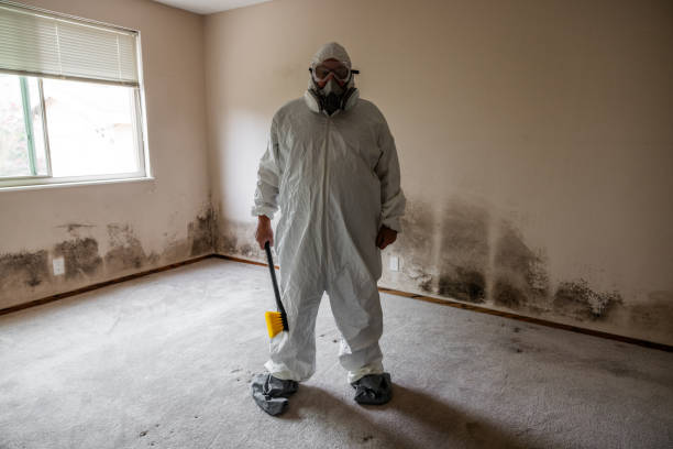 Mold Removal and Inspection in Charleroi, PA